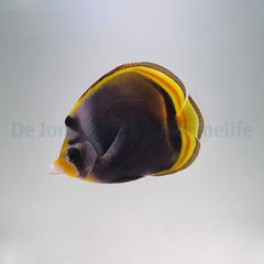 Chaetodon flavirostris