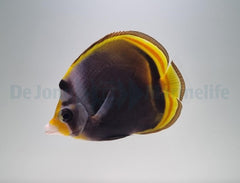 Chaetodon flavirostris