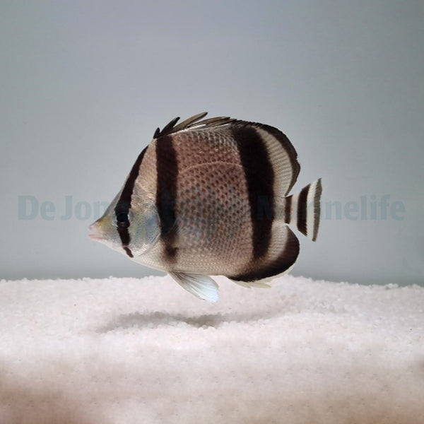 Chaetodon humeralis