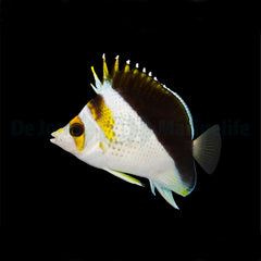 Chaetodon (Hybrid - Backcross)