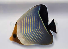 Chaetodon larvatus