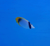 Chaetodon lineolatus