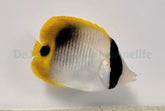 Chaetodon lineolatus