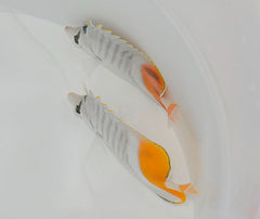 Chaetodon madagaskariensis