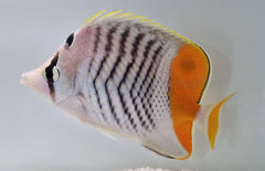 Chaetodon madagaskariensis