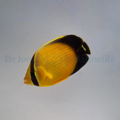 Chaetodon melapterus