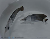 Chaetodon mesoleucos