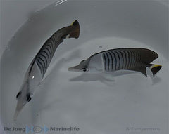 Chaetodon mesoleucos