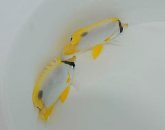 Chaetodon ocellatus