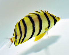 Chaetodon octofasciatus