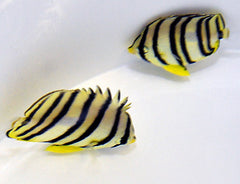 Chaetodon octofasciatus