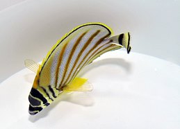 Chaetodon ornatissimus