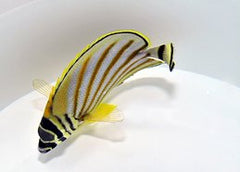 Chaetodon ornatissimus