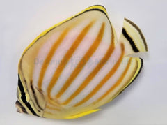 Chaetodon ornatissimus