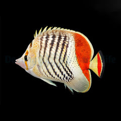 Chaetodon paucifasciatus