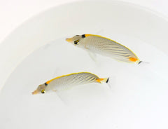 Chaetodon pelewensis