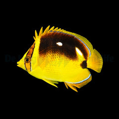 Chaetodon quadrimaculatus