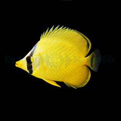 Chaetodon rafflesii