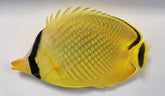Chaetodon rafflesii