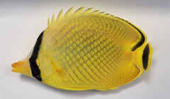 Chaetodon rafflesii