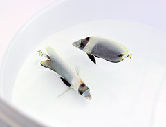 Chaetodon reticulatus