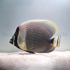 Chaetodon reticulatus