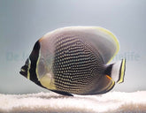 Chaetodon reticulatus