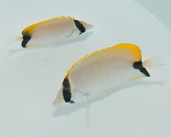 Chaetodon sedentarius