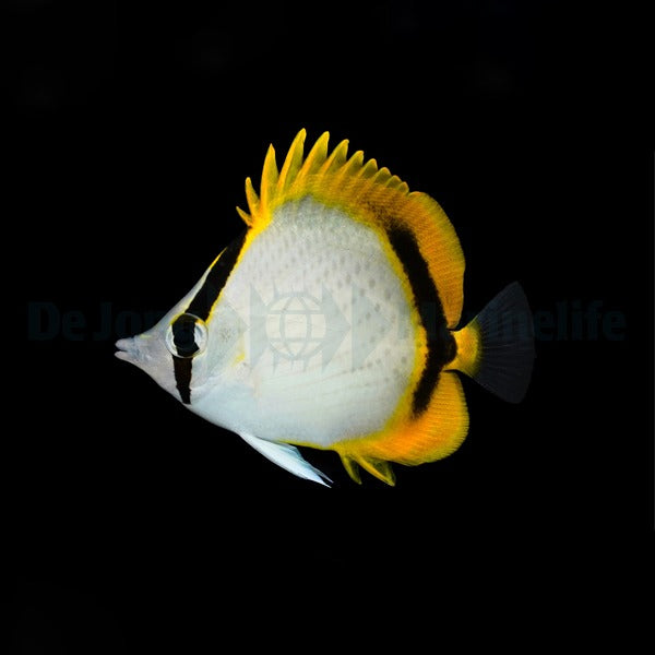 Chaetodon selene