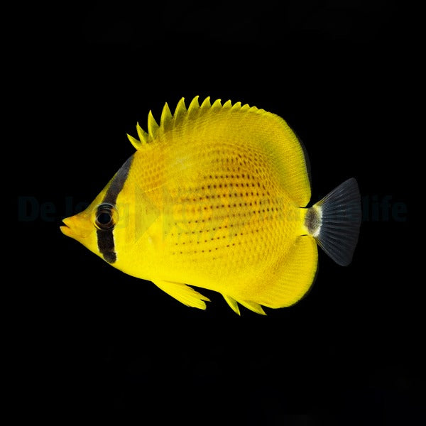 Chaetodon semeion