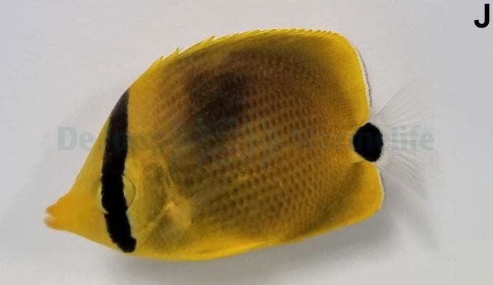 Chaetodon semeion