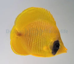 Chaetodon semilarvatus