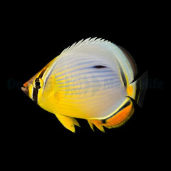 Chaetodon trifasciatus