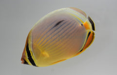 Chaetodon trifasciatus