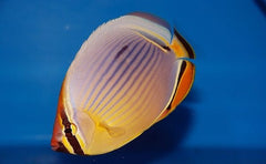 Chaetodon trifasciatus