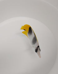 Chaetodon ulietensis