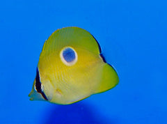 Chaetodon unimaculatus