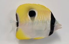 Chaetodon unimaculatus