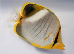 Chaetodon xanthocephalus