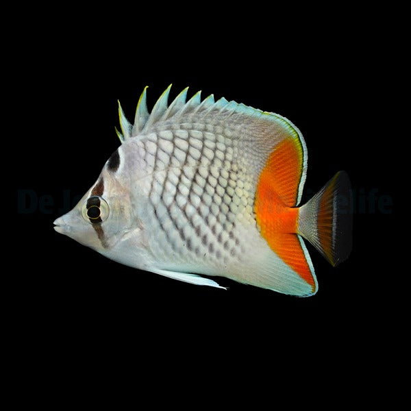 Chaetodon xanthurus