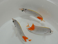 Chaetodon xanthurus
