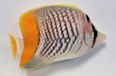 Chaetodon xanthurus