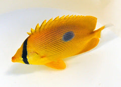 Chaetodon zanzibarensis