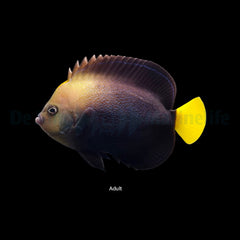 Chaetodontoplus caeruleopunctatus