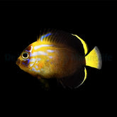 Chaetodontoplus cephalareticulatus - T.B.