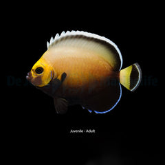Chaetodontoplus conspicillatus - T.B.