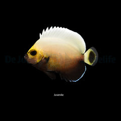 Chaetodontoplus conspicillatus - T.B.