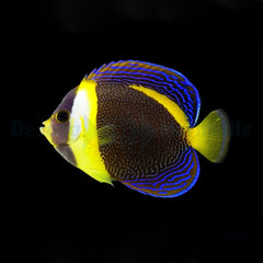 Chaetodontoplus duboulayi (female)