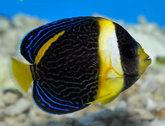 Chaetodontoplus duboulayi (female)