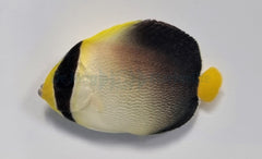 Chaetodontoplus mesoleucus